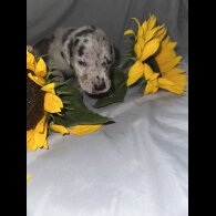 Great Dane - Both