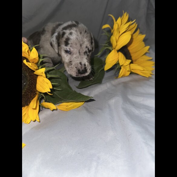 Great Dane - Both