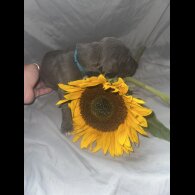 Great Dane - Both