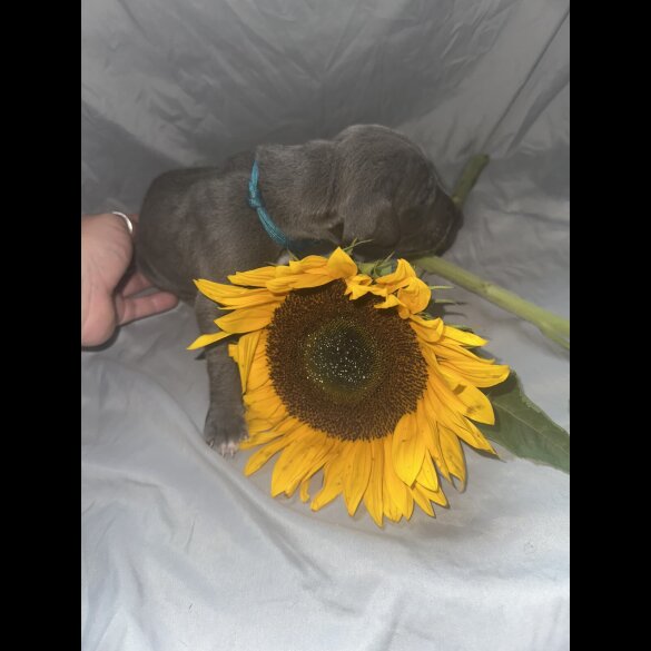 Great Dane - Both