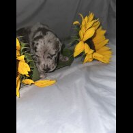 Great Dane - Both