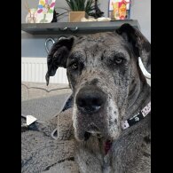 Great Dane - Both
