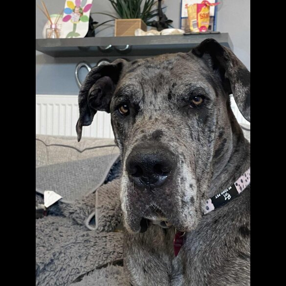 Great Dane - Both