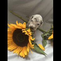 Great Dane - Both
