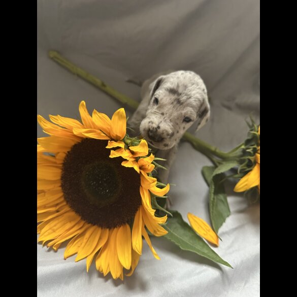 Great Dane - Both