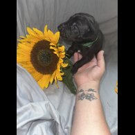 Great Dane - Both