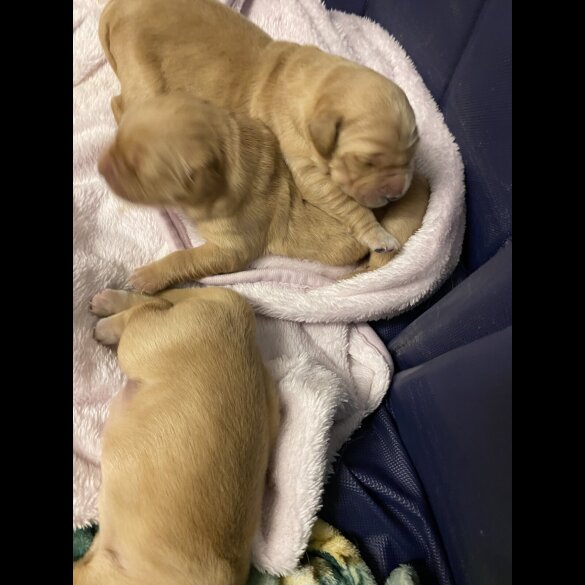 Golden Retriever - Both