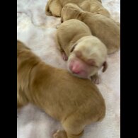 Golden Retriever - Both