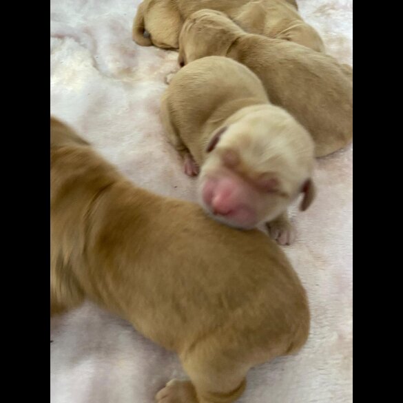 Golden Retriever - Both