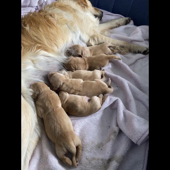 Golden Retriever - Both
