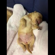 Golden Retriever - Both