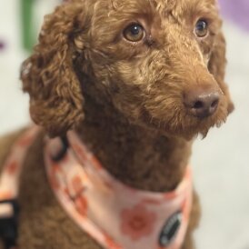 Miniature Poodle - Bitches