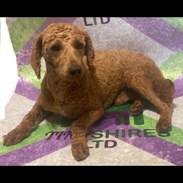 Miniature Poodle - Bitches