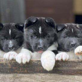 Akita - Both