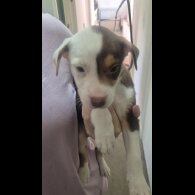 American Bulldog - Both