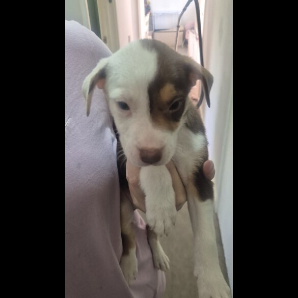 American Bulldog - Both