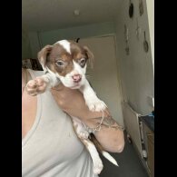 American Bulldog - Both