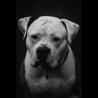 American Bulldog - Both