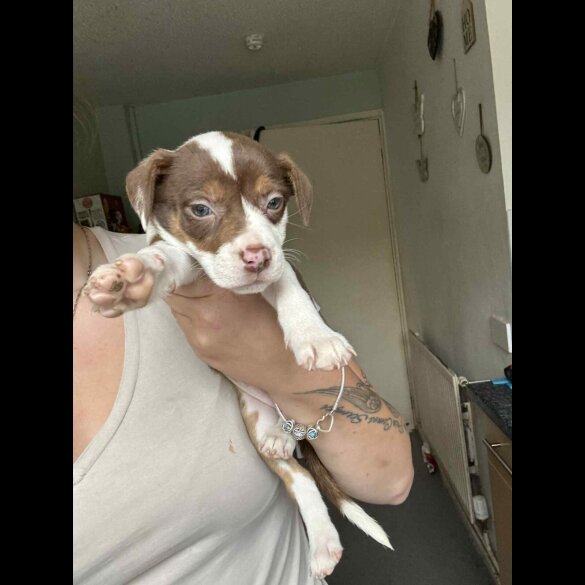 American Bulldog - Both