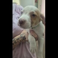 American Bulldog - Both