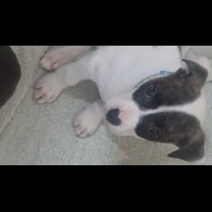 American Bulldog - Both