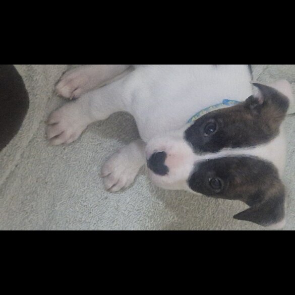 American Bulldog - Both