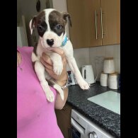 American Bulldog - Both