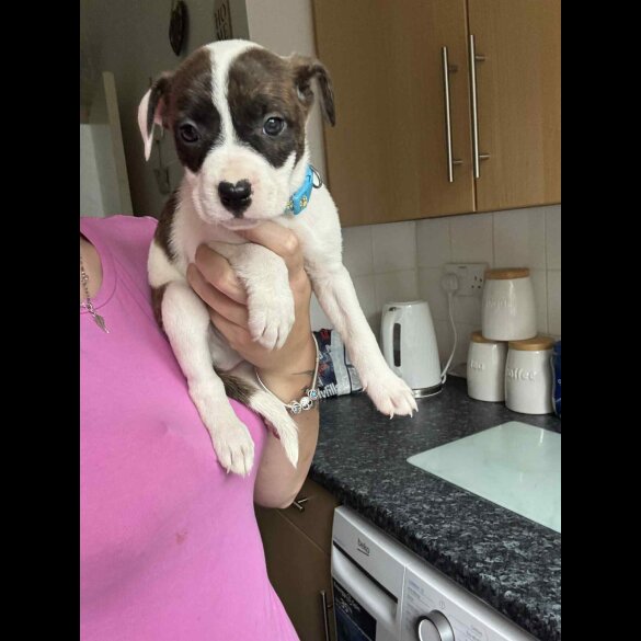 American Bulldog - Both