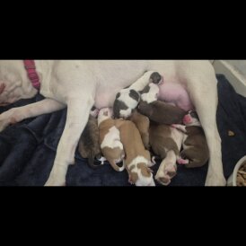 American Bulldog - Both