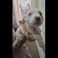 American Bulldog - Both
