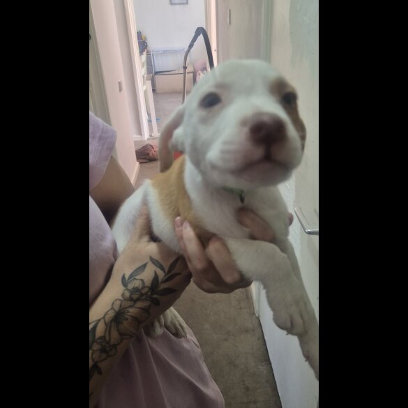 American Bulldog - Both
