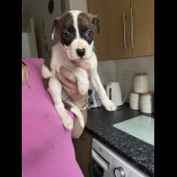 American Bulldog - Both