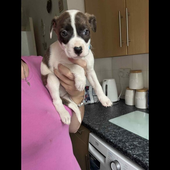 American Bulldog - Both