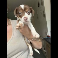 American Bulldog - Both