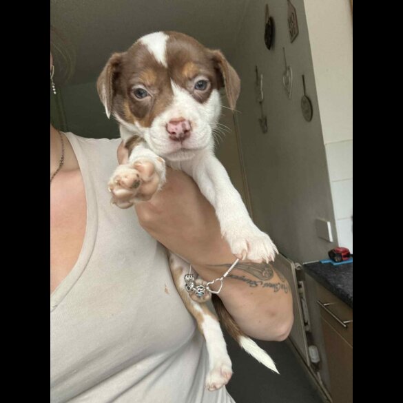 American Bulldog - Both