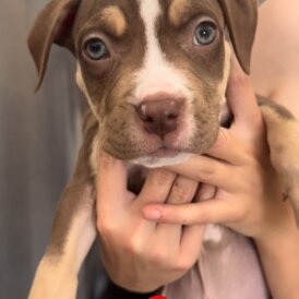 American Bulldog - Both