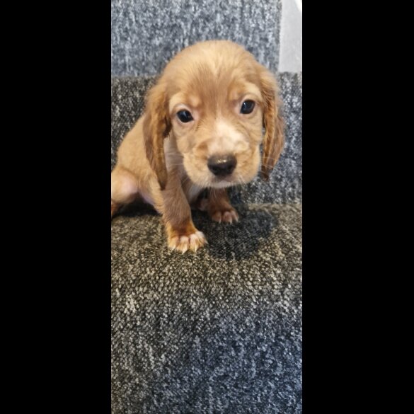 Cocker Spaniel (Working &amp; Show) - Dogs