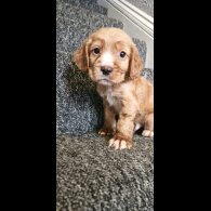 Cocker Spaniel (Working &amp; Show) - Dogs