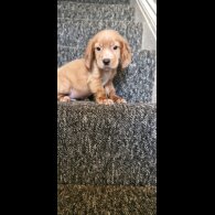 Cocker Spaniel (Working &amp; Show) - Dogs