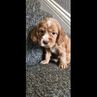Cocker Spaniel (Working &amp; Show) - Dogs