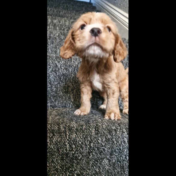 Cocker Spaniel (Working &amp; Show) - Dogs