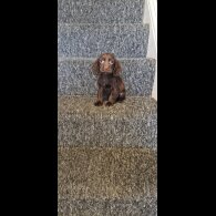Cocker Spaniel (Working &amp; Show) - Dogs