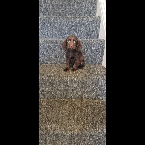 Cocker Spaniel (Working &amp; Show) - Dogs