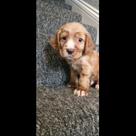 Cocker Spaniel (Working &amp; Show) - Dogs