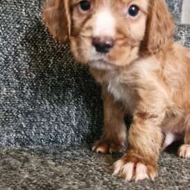 Cocker Spaniel (Working &amp; Show) - Dogs