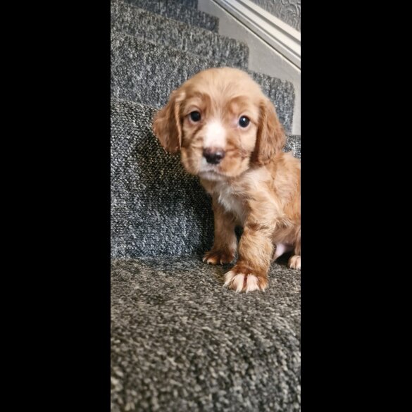 Cocker Spaniel (Working &amp; Show) - Dogs