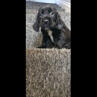 Cocker Spaniel (Working &amp; Show) - Dogs