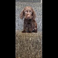 Cocker Spaniel (Working &amp; Show) - Dogs