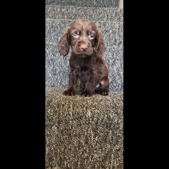 Cocker Spaniel (Working &amp; Show) - Dogs