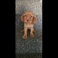 Cocker Spaniel (Working &amp; Show) - Dogs